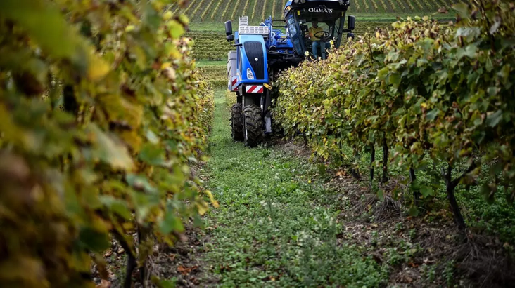 Screenshot 2025 09 21 at 19 31 10 Dans les vignes françaises des cépages hybrides pour s'affranchir des pesticides