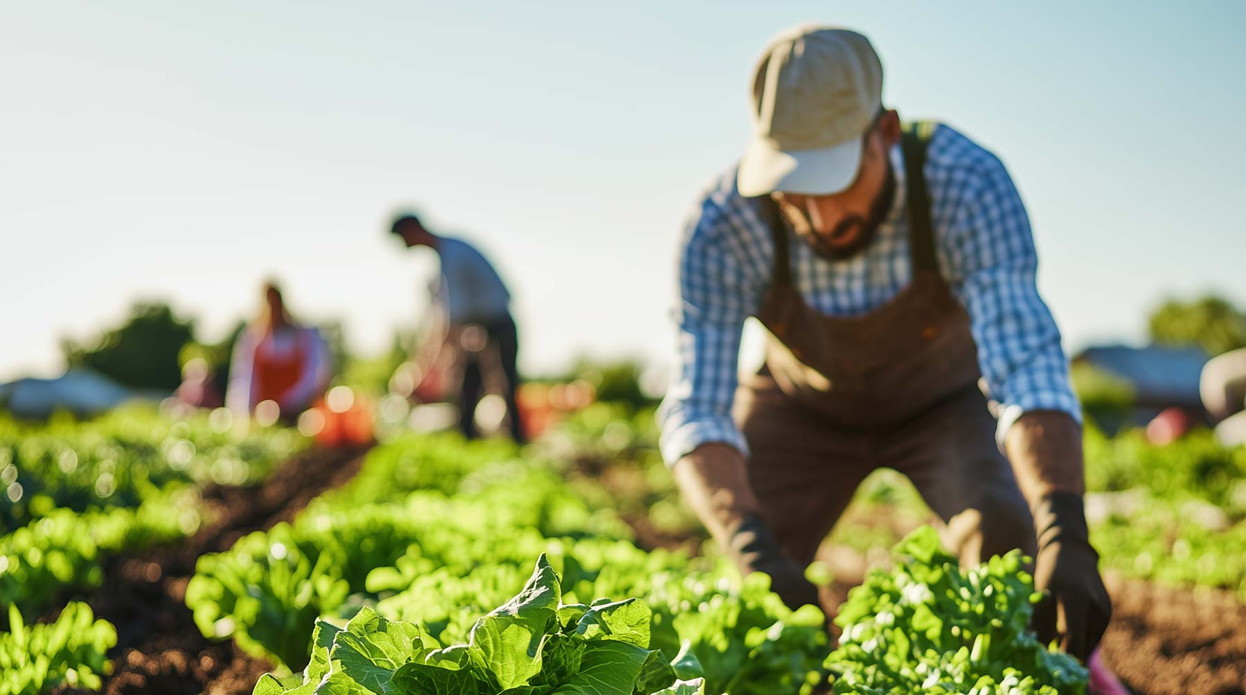 exploitant agricole arles region secteur activite homme culture nature