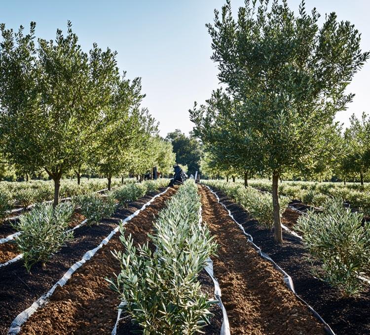 interim arles region oleiculture